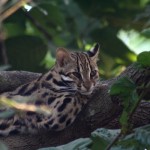 Chat léopard du Bengale (Prionailurus bengalensis bengalensis), observé au Cambodge