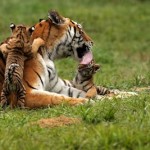 Tigresse de Sibérie attentionnée et ses 2 jeunes © Papillon