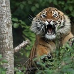 Cette tigresse de Sumatra effrayée (© Jacques Hurault) est elle plus agressive que ...