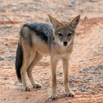 Chacal à chabraque, Black-backed Jackal, Canis mesomelas