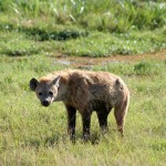 Hyène tachetée, Spotted Hyena, Crocuta crocuta