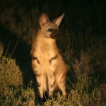 Protèle, Aardwolf, Proteles cristata