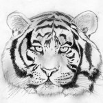 dessin_panthera_tigris